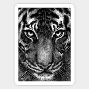 Tiger's Focus Sticker